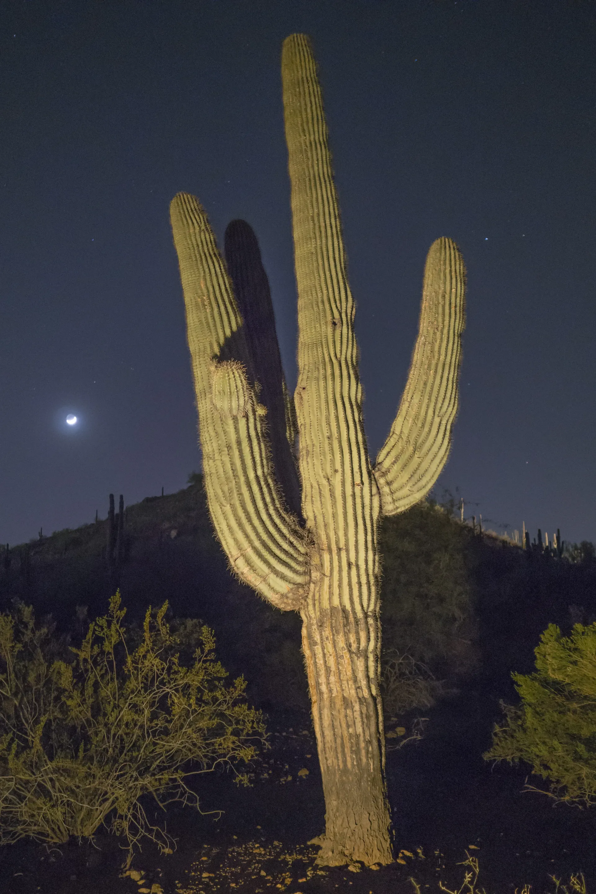 Giant saguaro at the Desert Botanical Garden under a night sky
